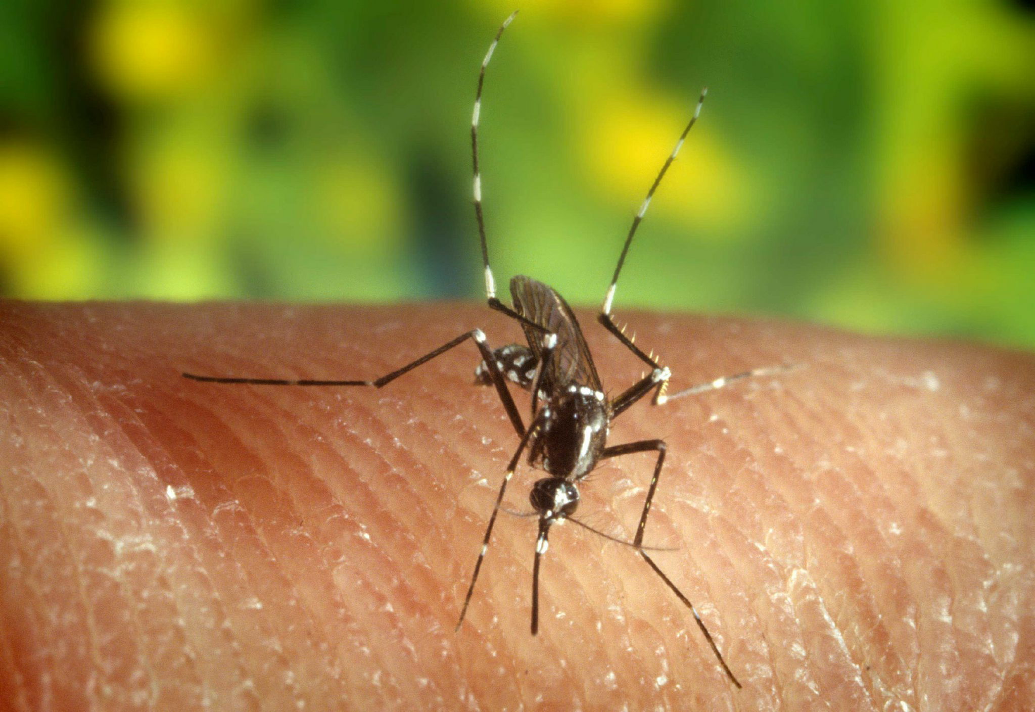 Le virus Zika pourrait interagir avec celui de la dengue  