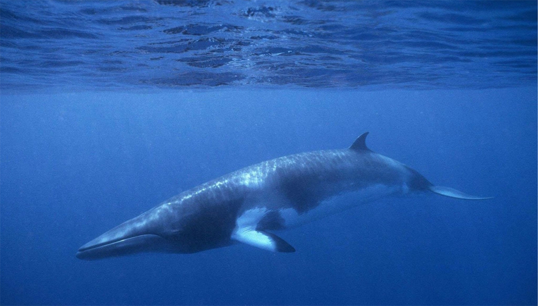 Pourquoi il n’y a pas de sanctuaire pour baleines dans l’Atlantique Sud 