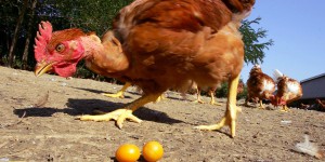 Grippe aviaire: 190.000 canards abattus aux Pays-Bas 