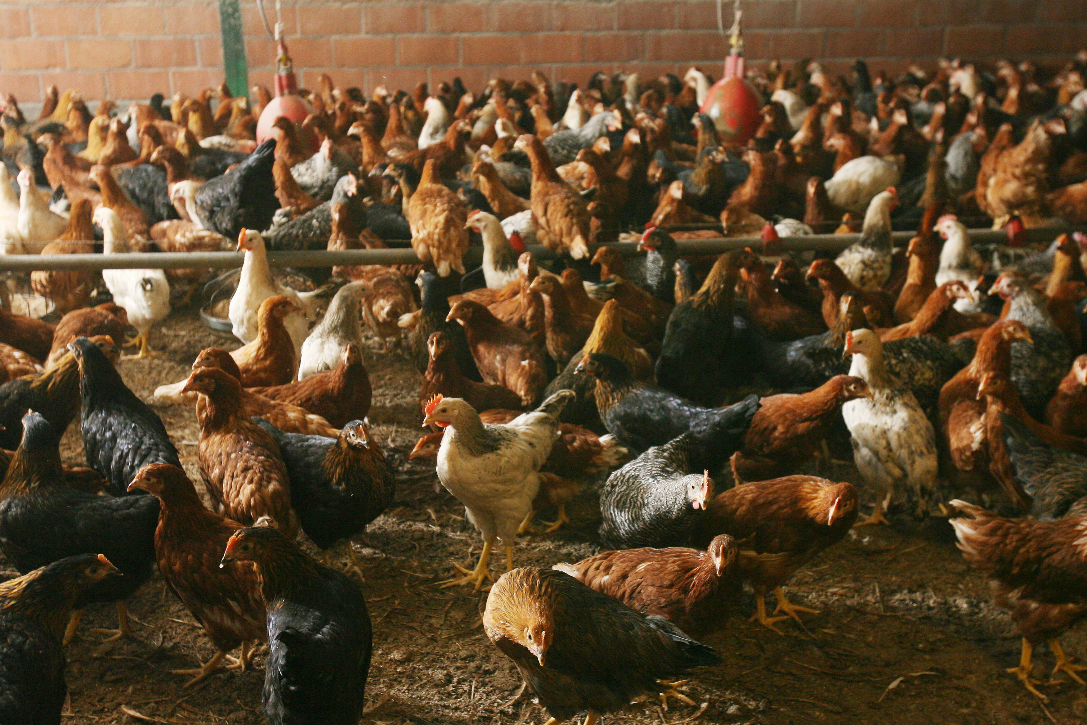 Toutes les volailles doivent être confinées: la grippe aviaire a été détectée dans les pays limitrophes 