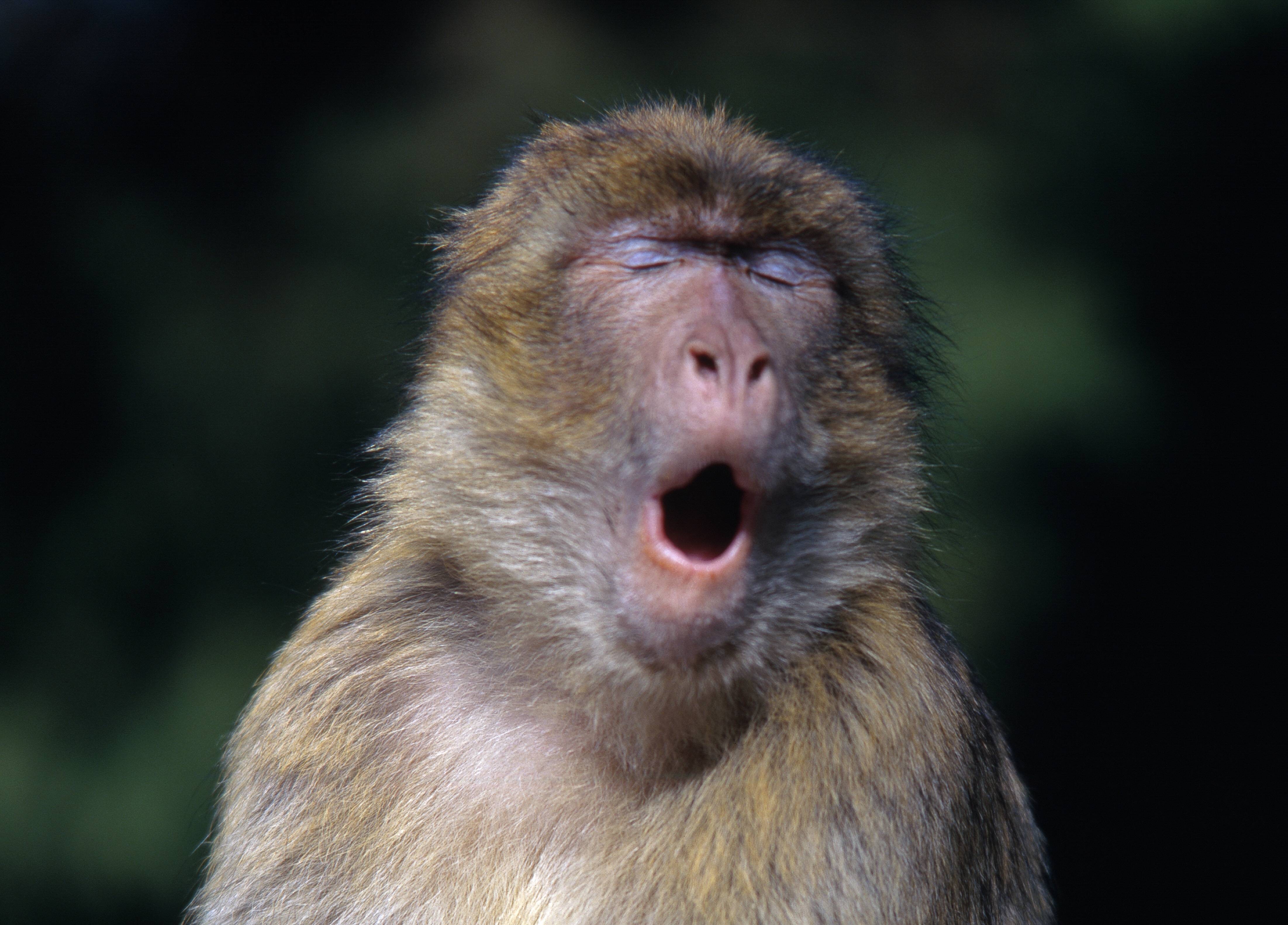 Des chercheurs de la VUB affirment que les singes ont la capacité physique de parler 