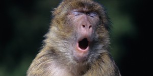 Des chercheurs de la VUB affirment que les singes ont la capacité physique de parler 
