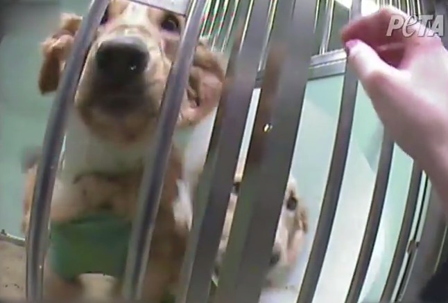 La vidéo de PETA qui pointe du doigt les recherches du Téléthon 