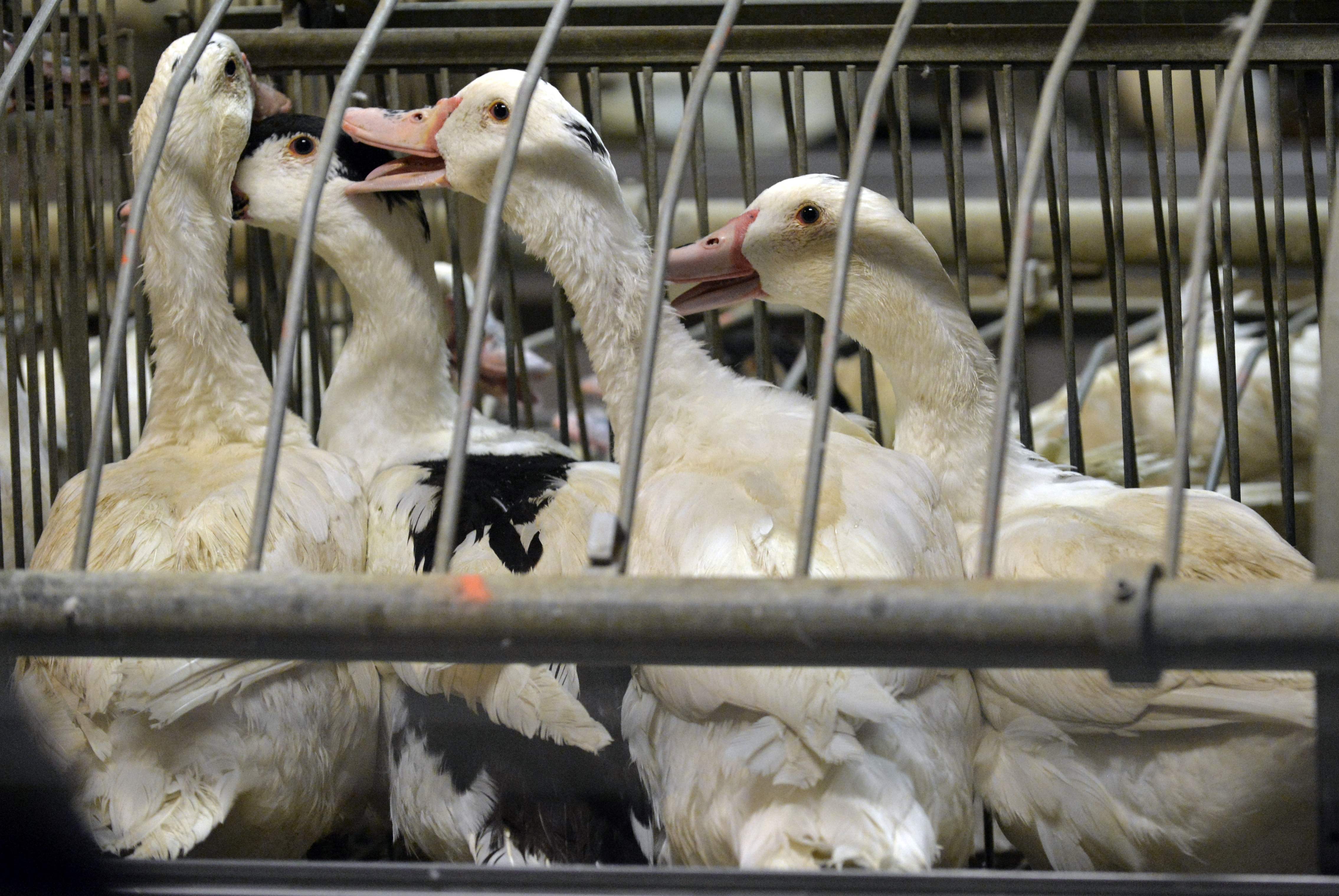 Grippe aviaire: abattage des 600.000 derniers canards d’élevage dans une région clé pour le foie gras 