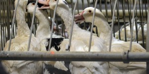 Grippe aviaire: abattage des 600.000 derniers canards d’élevage dans une région clé pour le foie gras 