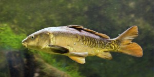 Les poissons aussi font de la fièvre…: un chercheur liégeois découvre pourquoi 