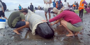 Près de 200 échouages sur nos plages belges en 2016 