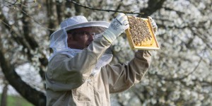 La mortalité trop forte dans nos ruchers  