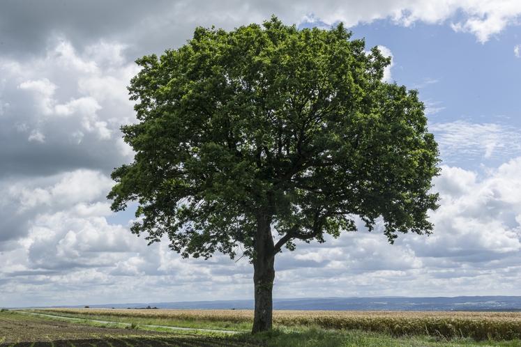 Le climat évolue trop rapidement pour les arbres 