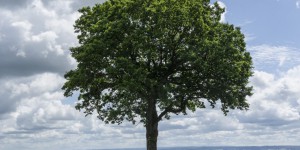 Le climat évolue trop rapidement pour les arbres 