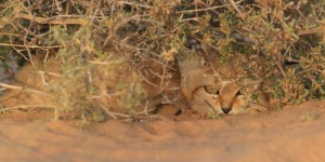 VIDÉO | Des chatons des sables filmés pour la première fois au Maroc 