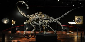 Deux squelettes de dinosaures vendus à plus de 1,4 million d’euros chacun à Paris 