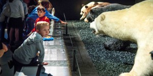 VIDÉO | Expo au Muséum des Sciences naturelles: de l’ours au nounours  