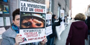 VIDÉO | Namur: dix manifestants contre les expérimentations animales à l'université 
