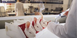 Animal Rights se réjouit que l’UE ne veuille plus de l’expérimentation animale 