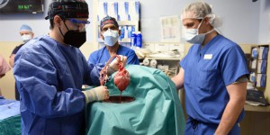 Des chirurgiens greffent avec succès le cœur d’un porc sur un humain: 'C’était soit la mort, soit cette greffe' 