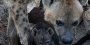 Des squelettes de hyènes découverts en Wallonie témoignent des pressions écologiques 
