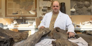 Dan, herbivore géant de 20m, débarque en morceaux à Bruxelles: le nouveau dino des Sciences Naturelles est-il inconnu? 