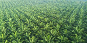 Biodiesel : Total va importer 450.000 tonnes d’huile de palme par an
