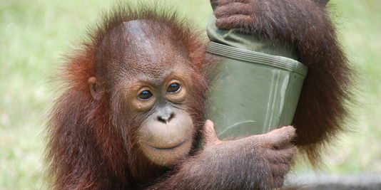 Bornéo : à l'école des orangs-outans