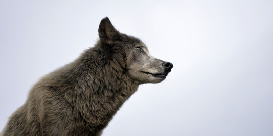 'La population de loups croît en France à un rythme de 20 % par an'