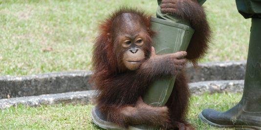 Quand les orangs-outans vont à l'école