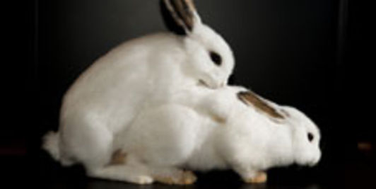 En Ecosse, une île va abattre des milliers de lapins envahisseurs