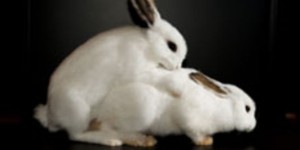En Ecosse, une île va abattre des milliers de lapins envahisseurs