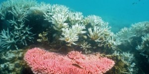 Australie : la Grande Barrière de corail menacée par les intérêts de l'industrie minière