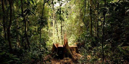 Scènes de forêts tropicales au Pérou et au Gabon