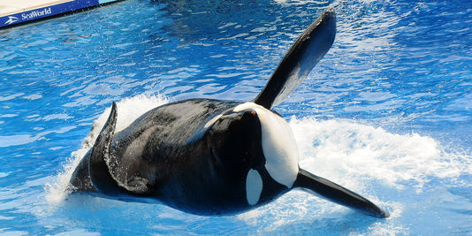 'Blackfish' lève le voile sur les conditions de vie des orques en captivité
