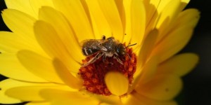 Pesticides : les mathématiques au secours des abeilles