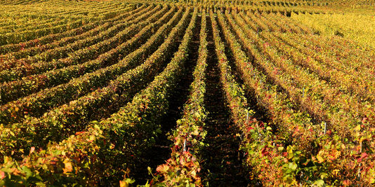 La justice poursuit un viticulteur bio qui dit non aux pesticides