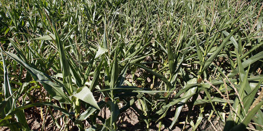 Maïs OGM : Bruxelles demande aux Etats de trancher