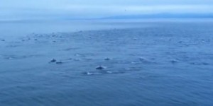 Un gigantesque banc de dauphins accompagne un ferry au Canada