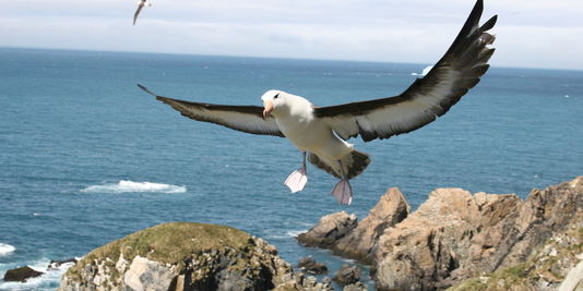 Le secret du vol de l'albatros enfin découvert