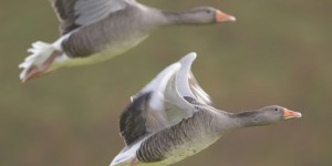 Espagne : une exploitation bio produit du foie gras sans gavage des oies