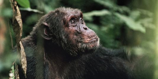 Aux Etats-Unis, la justice refuse de faire des chimpanzés des personnes