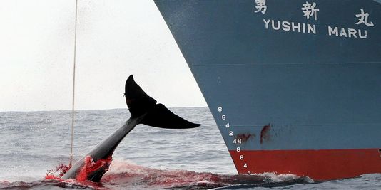 Le Japon lance sa campagne de pêche à la baleine dans l'Antarctique