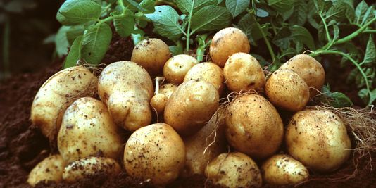 La justice européenne annule l'autorisation d'une pomme de terre OGM