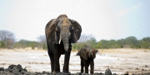 Pour lutter contre le braconnage, la France va brûler son stock d'ivoire