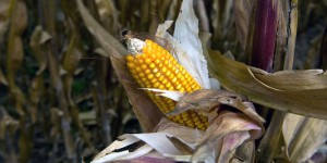 OGM : des scientifiques mexicains dénoncent les « pressions des multinationales »