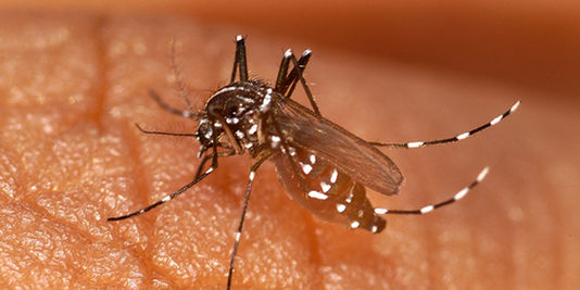 Deux premiers cas de chikungunya en Martinique