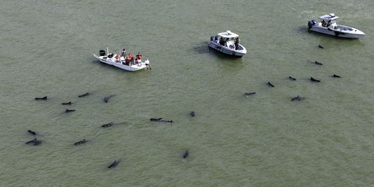 Une quarantaine de baleines échouées en Floride