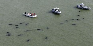 Une quarantaine de baleines échouées en Floride