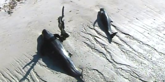 Une quarantaine de baleines échouées dans un parc naturel en Floride