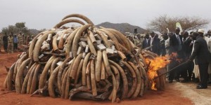 Signature d'un plan d'urgence contre le braconnage et le trafic de l'ivoire des éléphants d'Afrique
