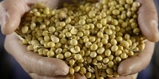 Un soja OGM « sain » : la nouvelle idée de Monsanto et DuPont