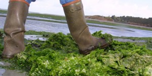 Bretagne, Charente, Calvados : les algues vertes s'étendent sur les côtes françaises