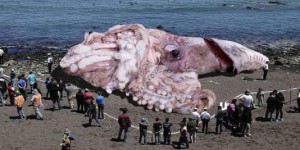 Un calamar géant radioactif échoué en Californie ?